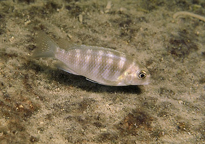 Tropheops microstoma 'Otter Point'